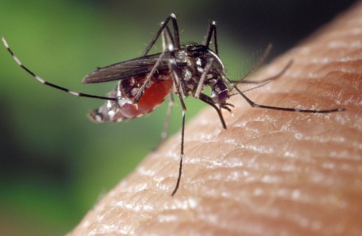 Przepis (DIY) spray przeciw komarom